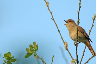 Birdsong
