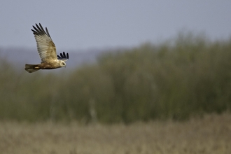 Marsh harrier in flight