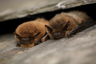 Bats