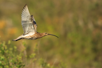 Curlew