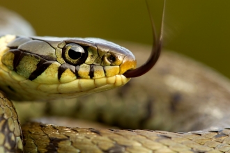 grass snake