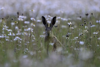 Brown Hare