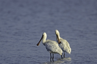 Spoonbill