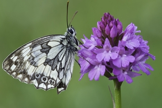 marbled white butterfly on flower