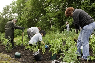 planting