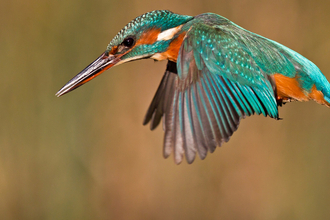 photo of a kingfisher
