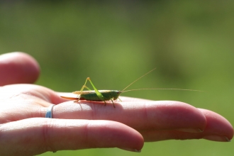 grasshopper