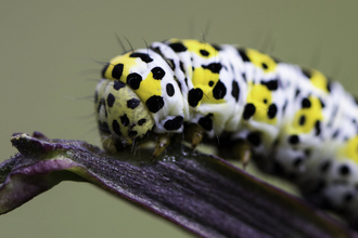 caterpillar