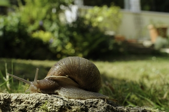 snail in garden 