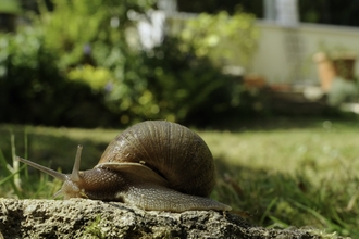snail in garden