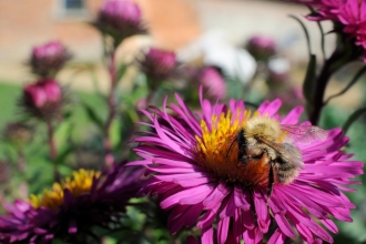 Bee