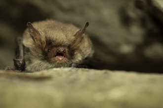 Natterer's bat