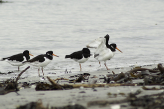 Oystercatchers