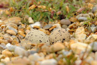 Oystercatcher nest on beach