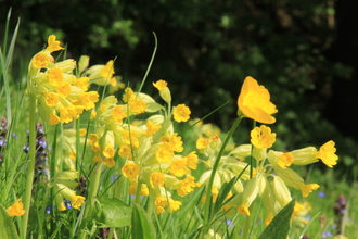 buttercup meadow