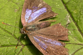 Purple hairstreak