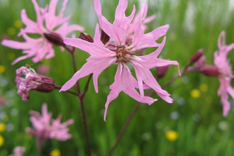 Ragged robin