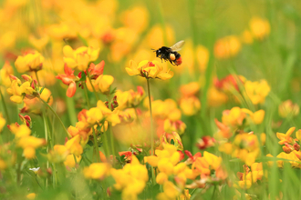 bee in flowers