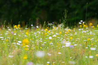 Wildflower meadow