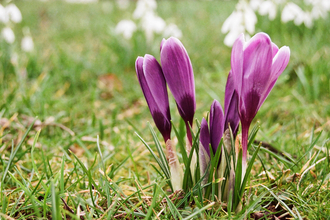 Spring crocus