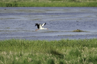 White stork 