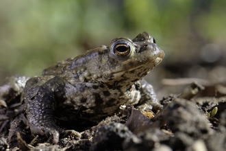 Common toad (Bufo bufo) in a garden flowerbed