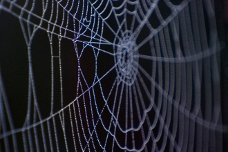 Spider's web