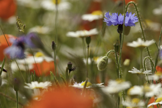 Wildflower meadow