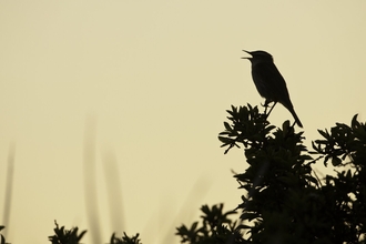 Photo of a bird on the trees at dawn