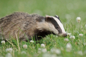 Badger