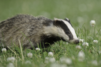 badger