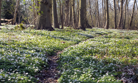 Copperas Wood Anemones