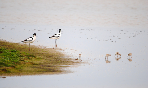 Avocets