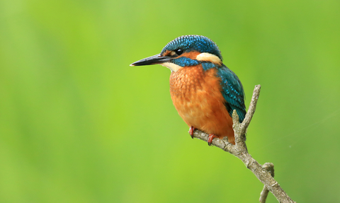 Kingfisher