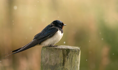 Swallow in the rain - Michael Pountney 