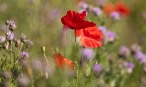 Poppies and other wildflowers in a field