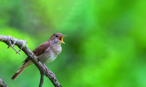 Nightingale at Wrabness nature reserve