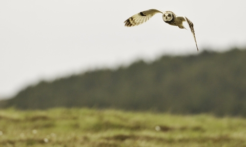Short eared owl flying on field
