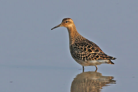 Ruff | Essex Wildlife Trust
