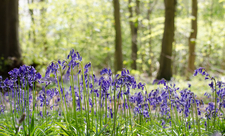 Bluebells