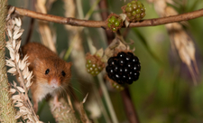 Harvest Mouse