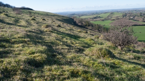 Lowland limestone grassland