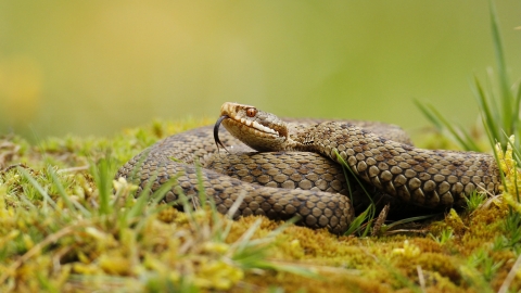 Adder