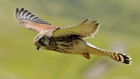 A kestrel hovering above a grassland. It's a fairly small bird of prey, with brown wings and a creamy body with dark streaks down the breast.