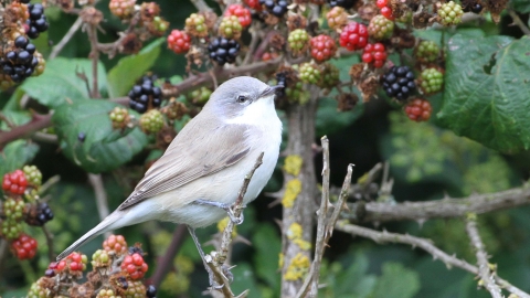 Lesser whitethroat