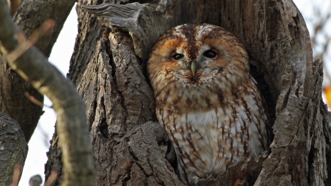 Tawny owl