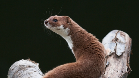 Weasel