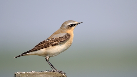 Wheatear