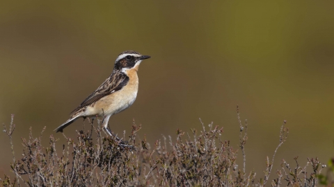 Whinchat