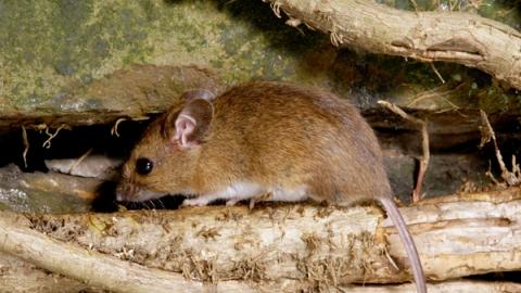 Wood mouse